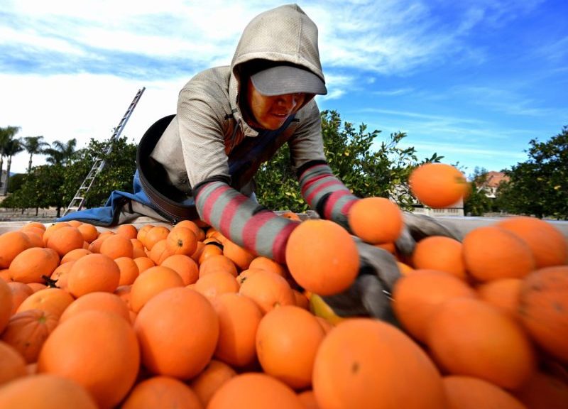 Orange juice prices are going through the roof — forcing some makers to